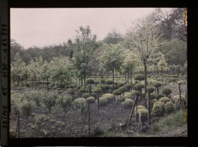 Image représentant France, Louveciennes, Culture de buis
