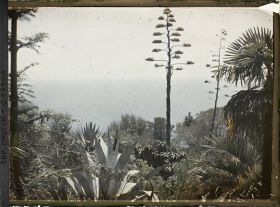 Image représentant Agave, palmier et autres plantes exotiques surplombant la mer