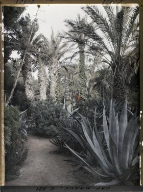 Image représentant Le Jardin Palmiers et aloës