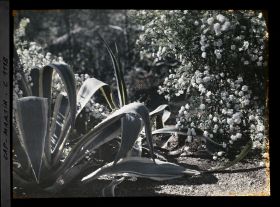 Image représentant Massif fleuri et agaves