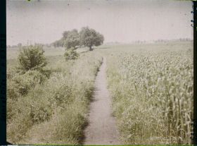 Image représentant Ile de France, Ecouen, Champ de blé