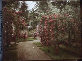 Image représentant Rosiers en fleurs ornant plates-bandes et parterre, au sud-est du verger-roseraie