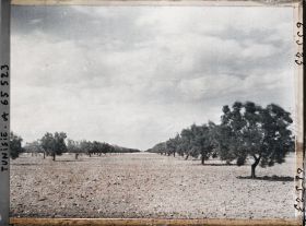 Image représentant Oliviers de 25 à 26 ans