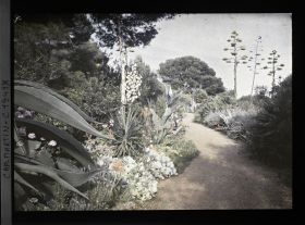 Image représentant Allée sinueuse bordée de diverses plantes exotiques en fleurs