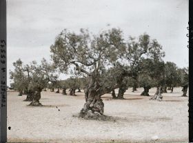 Image représentant Vieux oliviers dans une plantation (culture arabe)