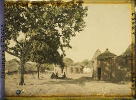Image représentant Un akée (ou blighia sapida) dans un coin du village de Natitingou