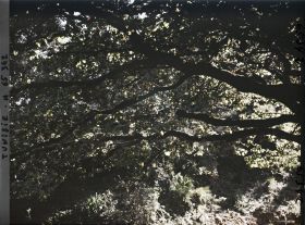 Image représentant La frondaison de la forêt de chênes