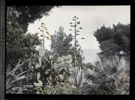 Image représentant Fleurs d'agaves dominant un massif de plantes exotiques et autres végétaux, face à la mer, vue prise à 17 h