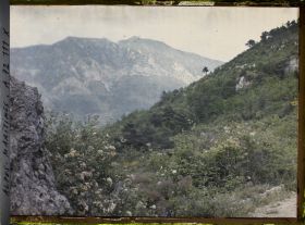 Image représentant Paysage de petite montagne avec fleurs au premier plan