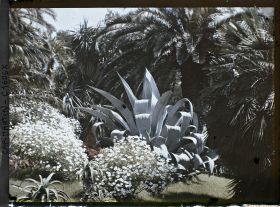 Image représentant Agave, aloès et massif fleuri sur fond de palmiers et yuccas