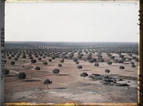 Image représentant Vue panoramique sur les oliveraies prise du point de vue géodésique (vers l'ouest)