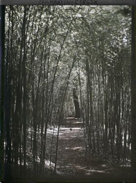 Image représentant Bambouseraie traversée par un sentier