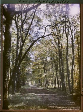 Image représentant Forêt