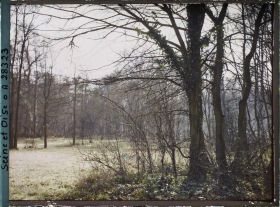 Image représentant Sous bois dans le parc