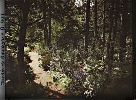 Image représentant Scène de sous-bois fleuri dans la forêt vosgienne