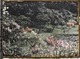 Image représentant Azalées près des étangs