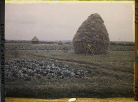 Image représentant Ile de France, Pontoise, Blé et Choux