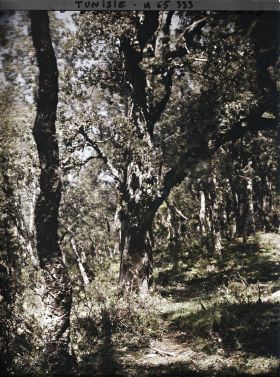 Image représentant Un sous-bois dans la forêt de chênes