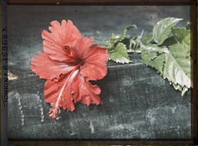 Image représentant Des feuilles et une fleur d'hibiscus rouge, simple