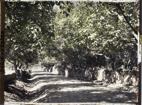 Image représentant Route bordée de noyers