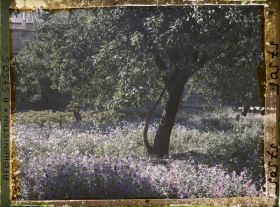Image représentant Dans un parc (sans doute celui du mausolée d'Abdour Rahmân)