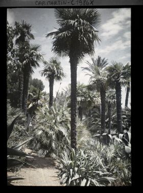 Image représentant Ensemble de palmiers, en bordure de sentier, dominant diverses plantes exotiques, vue prise à 12 h