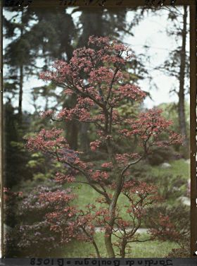 Image représentant Érable rougeoyant situé à l'entrée du " sanctuaire japonais "