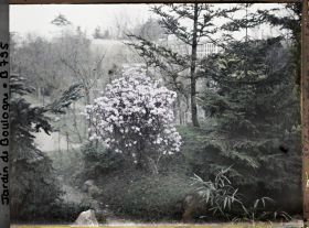 Image représentant Arbuste en fleur planté sur un talus, à la limite du " sanctuaire japonais " et du verger-roseraie