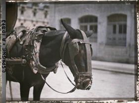 Image représentant Espagne, Bilbao, La tête d'une grande mule avec son harnachement