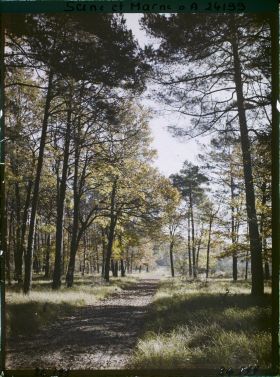 Image représentant Forêt
