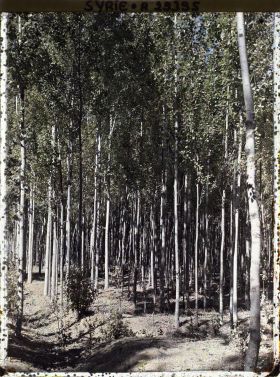 Image représentant Plantation de peupliers