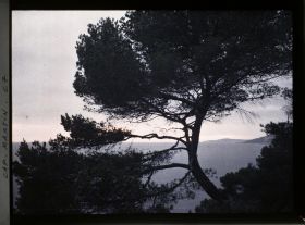 Image représentant Pin du jardin de la villa Kahn, vu à contre-jour sur la mer dans la lumière du matin