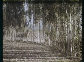 Image représentant Afghanistan,Argandé 25Kil. Sud de Kaboul, Plantation de peupliers pour leur exploitation