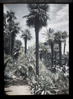 Image représentant Allée coin des palmiers