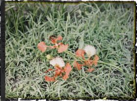 Image représentant Un rameau de flamboyant en fleurs, coupé