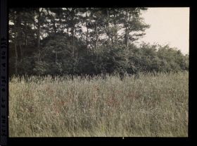 Image représentant Ile de France, Vallangoujard, Blé et Coquelicots