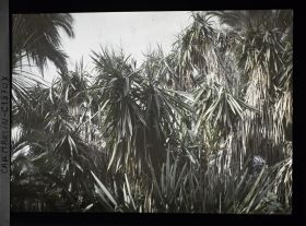 Image représentant Ensemble de yuccas ou cordylines, palmiers et autres plantes exotiques