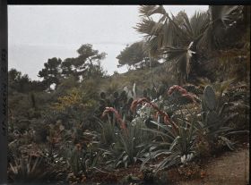 Image représentant Cap-Martin - Le Jardin