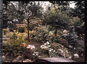 Image représentant Torii du " sanctuaire japonais " au sommet de la rive fleurie d'un cours d'eau