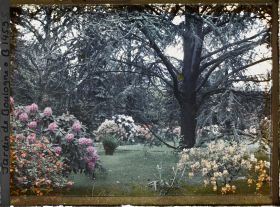 Image représentant Azalées dans la forêt bleue