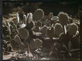 Image représentant le Jardin