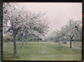 Image représentant La pommeraie