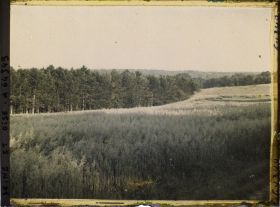 Image représentant Ile de France, Vallangoujard, Champ de blé