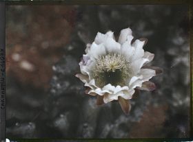 Image représentant Fleur de cactus blanche