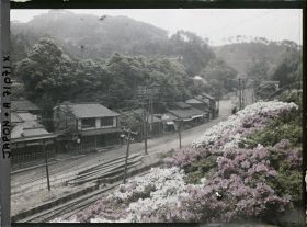 Image représentant Azalées en fleurs le long d'une voie ferrée dans un village