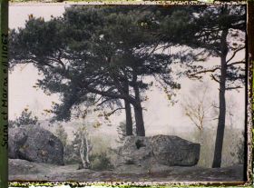 Image représentant France, Fontainebleau, Forêt de Fontainebleau