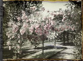 Image représentant Partie sud-ouest du verger-roseraie vue vers la dépendance, près du rond-point qui en est proche