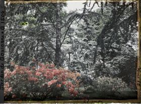 Image représentant Azalées près de la foret bleue, on devine le laboratoire à travers les branche des conifères