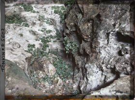 Image représentant Un aspect des rochers et de la végétation de la Grotte de la Surprise