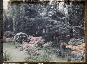 Image représentant Azalées sur la pelouse près de la forêt bleue